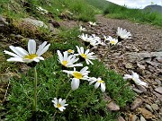 27 Leucanthemopsis alpina (Margherita alpina) sul sent. 101-109